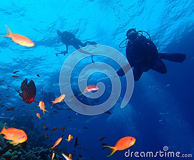 Underwater world in deep water in coral reef and plants flowers flora in blue world marine wildlife, Fish, corals, dolphins Stock Photo