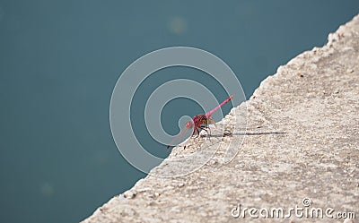 Red dragonfly on the edge of the cliff in the pond of ivars and vila sana, lerida, spain, europe Stock Photo