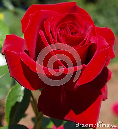 Red rose velvet petals Stock Photo