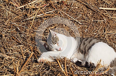 Little feline sleeping, Lleida, Spain, Europe Stock Photo