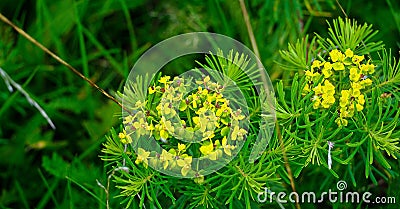 generic vegetation from transylvanian mountain hills Stock Photo