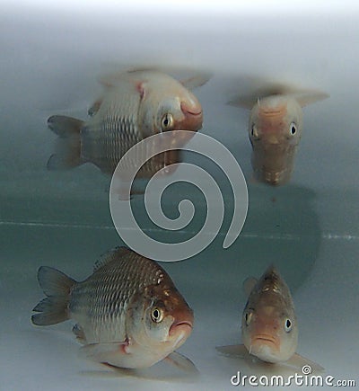 Prussian carp and Eurasian carp Stock Photo