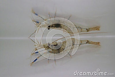 Rockpool shrimp (Palaemon elegans) in the water Stock Photo