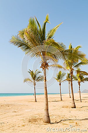 in oman arabic sea palm the hill near Stock Photo