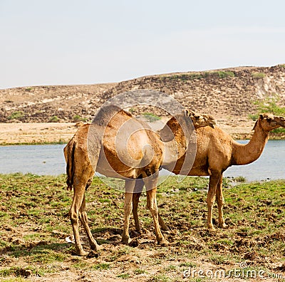 in oman camel empty quarter of desert a free dromedary near the Stock Photo