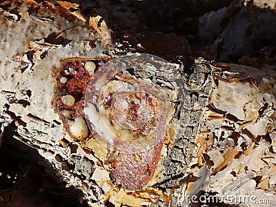 Oman, Salalah, close-up view of the plant resin that will become, once dried, excellent quality incense. Stock Photo