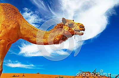 Side view closeup of wild isolated arabian dromedary neck and head in desert chewing food, Wahiba Sands, Oman Stock Photo