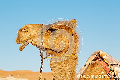 in oman empty free dromedary Stock Photo