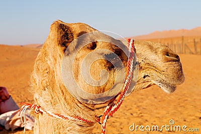 in oman empty quarter of desert free Stock Photo