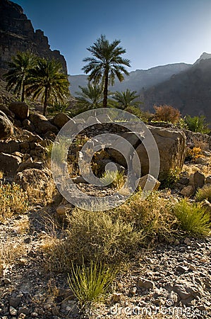 Oman mountains landscape & desert plants, dates palm trees, Oman , Hajar mountains Stock Photo