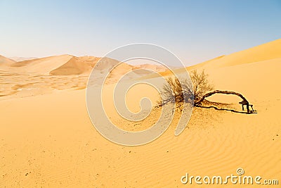 in oman old desert rub al khali the empty quarter and outdoor Stock Photo