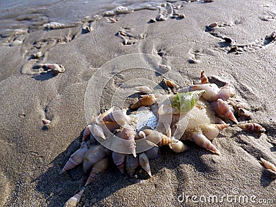 Oman, Salalah, gastropods and molluscs on the beach Stock Photo