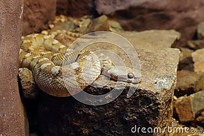 Oman saw-scaled viper (Echis omanensis) lying on a stone. Stock Photo