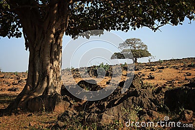 Oman: Trees in Dhofar Stock Photo