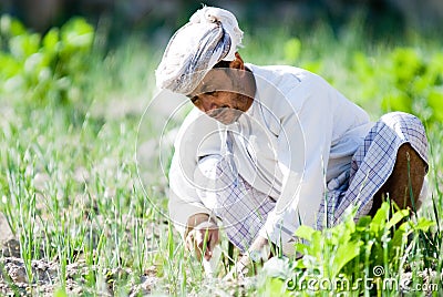 Omani Rice Farmer Editorial Stock Photo