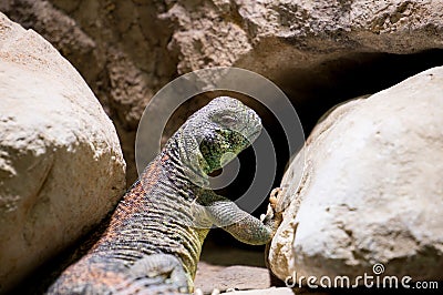 Omani spiny tailed Lizard Stock Photo