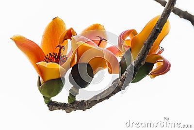 Bombax ceiba flowers blooming in the trees Stock Photo
