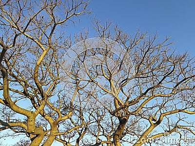 Ombu Tree at Park, Montevideo, Uruguay Stock Photo