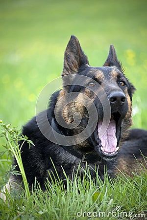 OMG Dog Stock Photo