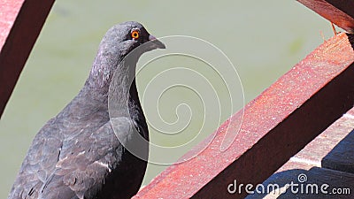 An ominous pigeon stares at you Stock Photo