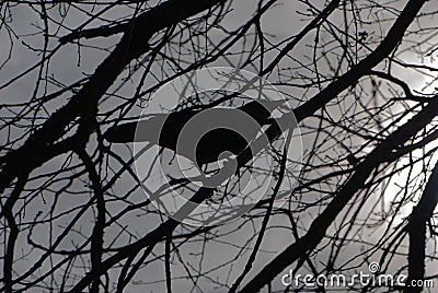 Ominous silhouette of black crow on black branches that foreshadows of crown virus, ray of sunshine in darkness Stock Photo