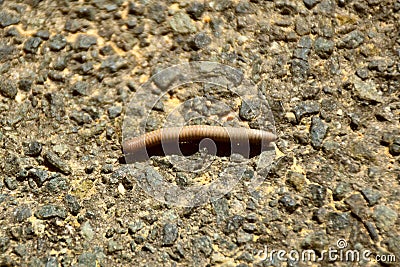 Specimen of centipede or wireworm (Ommatoiulus rutilans). Stock Photo