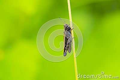 Omocestus rufipes, the woodland grasshopper Stock Photo