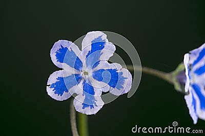 Omphalodes cappadocica `Starry Eyes` Stock Photo