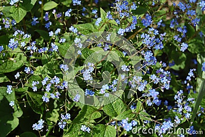 Omphalodes verna flowers Stock Photo