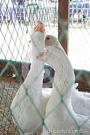 Three white goose in a cage Stock Photo