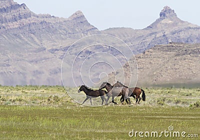 Onaqui wild horses on the run Stock Photo