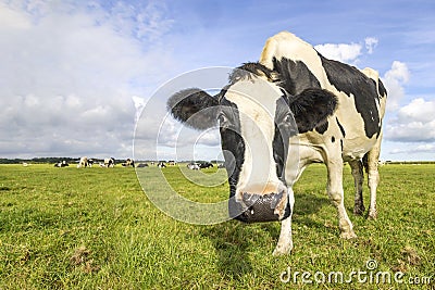 Oncoming cow approaching in a field, black and white spotted coat, fully in focus full length and blue sky Stock Photo