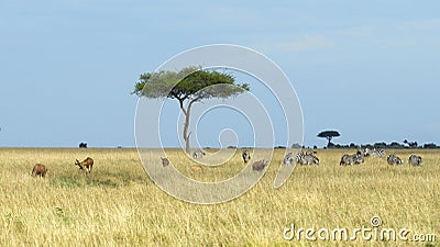 One Acai Tree with vast expanse of grassland with herd zebras and several Topi in the foreground Stock Photo