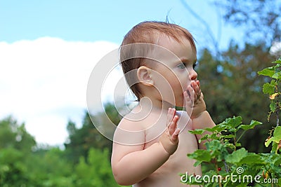 one, active, young, harvesting, scene, currants, vitamins, season, real, farm, caucasian, rural, boy, tasty, ecology, health, Stock Photo