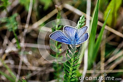 One Adonis blue butterfly on a wild meadow flower ready to fly close up macro.The butterfly sits on the cannabis leaves. Beautiful Stock Photo