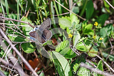 One Adonis blue butterfly on a wild meadow flower ready to fly close up macro.The butterfly sits on the cannabis leaves. Beautiful Stock Photo