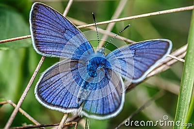 One Adonis blue butterfly on a wild meadow flower ready to fly close up macro.The butterfly sits on the cannabis leaves. Beautiful Stock Photo