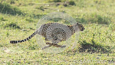 One adult cheetah side view running fast in Masai Mara Kenya Stock Photo