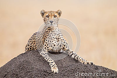 One adult female Cheetah on a termite mound close up Masai Mara Kenya Stock Photo