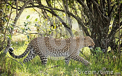 One adult leopard walking side view in Masai Mara Kenya Stock Photo