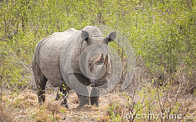 One adult white rhino standing alone surrounded by green bush in Kruger Park South Africa Stock Photo