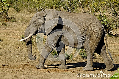 One African Elephant male walking captured sideways Stock Photo