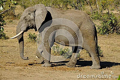 One African Elephant male walking captured sideways Stock Photo