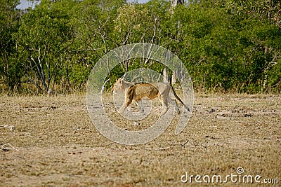 African lion cub walking alone in the wild Stock Photo