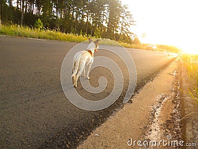 Lost dog watching a sunset. Thinking if someone is going to rescue him. Stock Photo