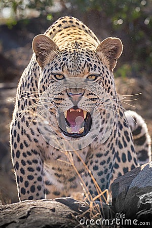 One aggressive male Leopard bearing teeth Kruger South Africa Stock Photo