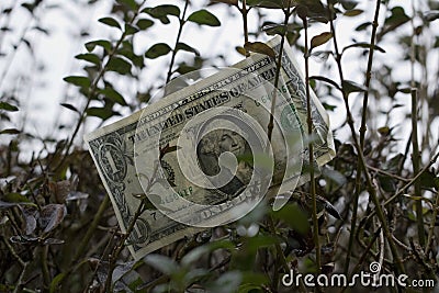 One american dollar on the tree Stock Photo