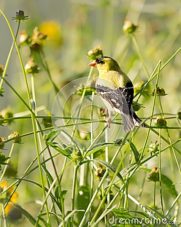 One American Goldfinch Male in a Meadow Stock Photo