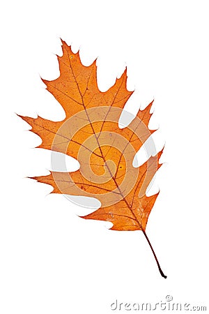 One autumn leaf Stock Photo