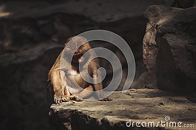 One baboon sitting on a rock Stock Photo